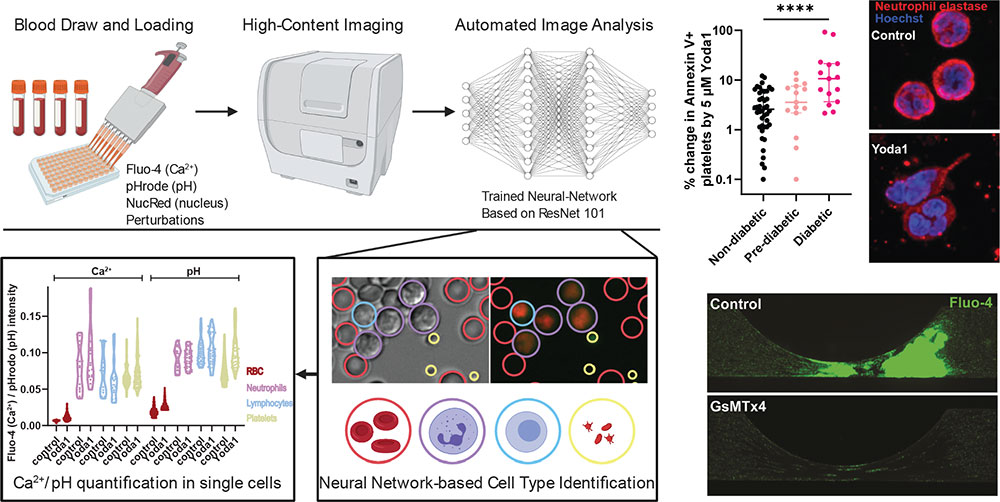 PIEZO1 mediates a mechanothrombotic pathway in diabetes